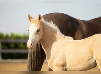 American Quarter Horse, Stute, Fohlen (01/2026), Palomino