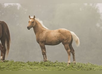American Quarter Horse, Stute, Fohlen (05/2023), Palomino