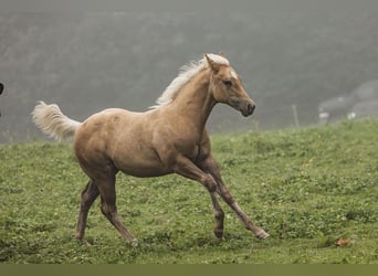 American Quarter Horse, Stute, Fohlen (05/2023), Palomino