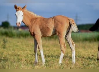 American Quarter Horse, Stute, , Palomino