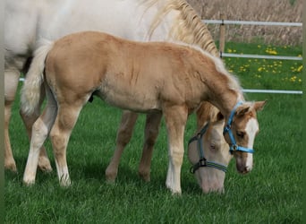 American Quarter Horse, Stute, Fohlen (01/2024), Palomino