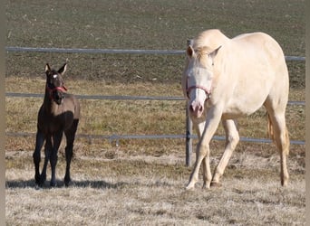 American Quarter Horse, Stute, , Rappe