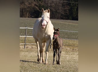 American Quarter Horse, Stute, , Rappe