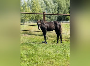 American Quarter Horse, Stute, Fohlen (04/2025), Rappe