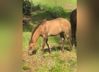 American Quarter Horse, Stute, Fohlen (03/2024), Red Dun