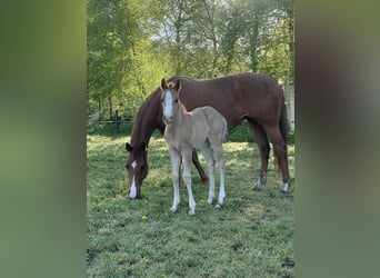 American Quarter Horse, Stute, , Red Dun