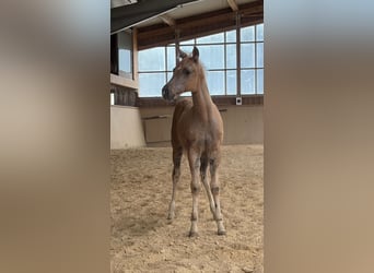 American Quarter Horse, Stute, Fohlen (04/2026)