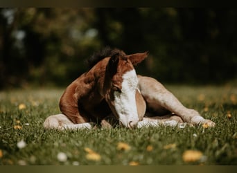 American Quarter Horse, Stute, Fohlen (04/2026)