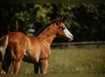 American Quarter Horse, Stute, Fohlen (04/2026)