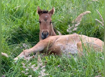 American Quarter Horse, Stute, Fohlen (04/2024)