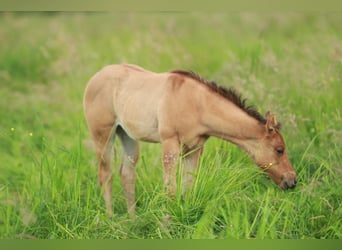 American Quarter Horse, Stute, Fohlen (04/2024)