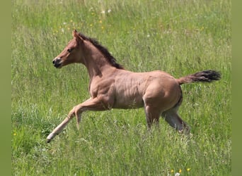 American Quarter Horse, Stute, Fohlen (04/2024)