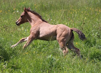 American Quarter Horse, Stute, Fohlen (04/2024)