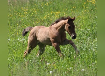 American Quarter Horse, Stute, Fohlen (04/2024)