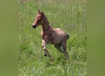 American Quarter Horse, Stute, Fohlen (04/2024)