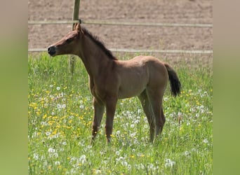 American Quarter Horse, Stute, Fohlen (04/2024)