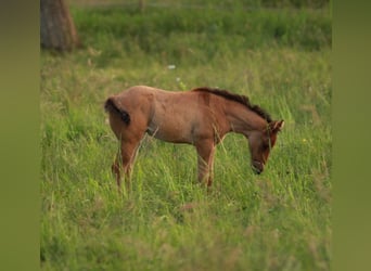 American Quarter Horse, Stute, Fohlen (04/2024)