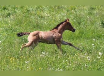 American Quarter Horse, Stute, Fohlen (04/2024)