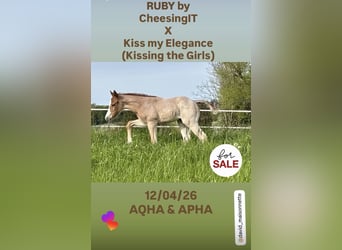 American Quarter Horse, Stute, Fohlen (04/2026), Roan-Red