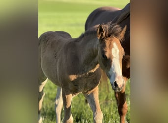American Quarter Horse, Stute, , Rotbrauner