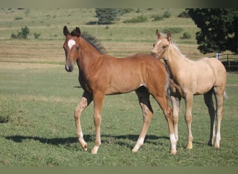 American Quarter Horse, Stute, Fohlen (04/2024), Rotbrauner