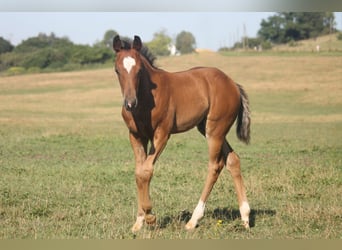 American Quarter Horse, Stute, Fohlen (04/2024), Rotbrauner