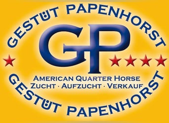 American Quarter Horse, Stute, 