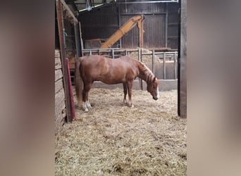 American Quarter Horse Mix, Unbekannt, 13 Jahre