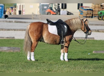 American Quarter Horse Mix, Wałach, 10 lat, 132 cm, Jelenia
