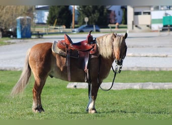 American Quarter Horse Mix, Wałach, 10 lat, 132 cm, Jelenia