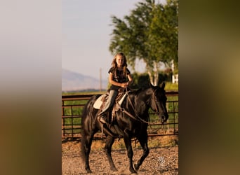 American Quarter Horse, Wałach, 10 lat, 142 cm, Kara