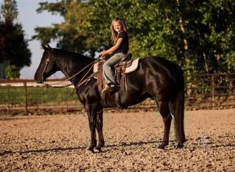 American Quarter Horse, Wałach, 10 lat, 142 cm, Kara