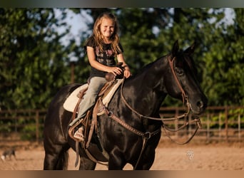 American Quarter Horse, Wałach, 10 lat, 142 cm, Kara