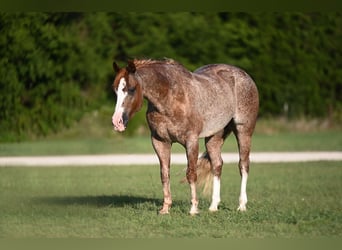 American Quarter Horse, Wałach, 10 lat, 142 cm, Kasztanowatodereszowata