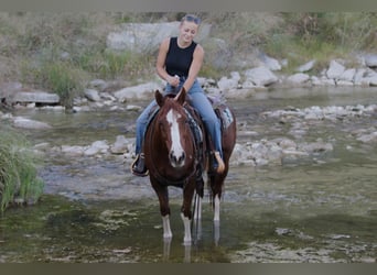 American Quarter Horse, Wałach, 10 lat, 147 cm, Cisawa