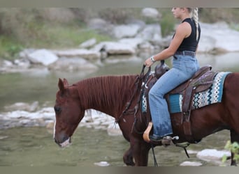 American Quarter Horse, Wałach, 10 lat, 147 cm, Cisawa