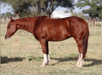 American Quarter Horse, Wałach, 10 lat, 147 cm, Cisawa