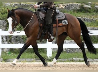 American Quarter Horse, Wałach, 10 lat, 147 cm, Gniada