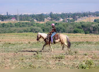 American Quarter Horse, Wałach, 10 lat, 147 cm, Izabelowata