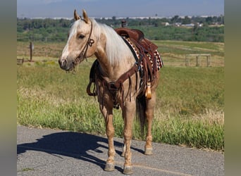 American Quarter Horse, Wałach, 10 lat, 147 cm, Izabelowata