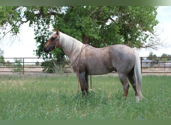 American Quarter Horse, Wałach, 10 lat, 147 cm, Izabelowata