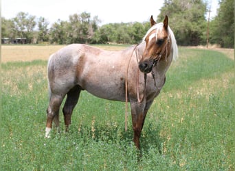 American Quarter Horse, Wałach, 10 lat, 147 cm, Izabelowata