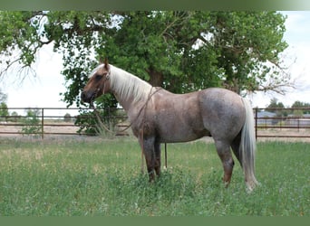 American Quarter Horse, Wałach, 10 lat, 147 cm, Izabelowata