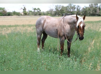 American Quarter Horse, Wałach, 10 lat, 147 cm, Izabelowata