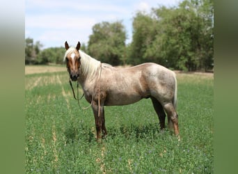 American Quarter Horse, Wałach, 10 lat, 147 cm, Izabelowata