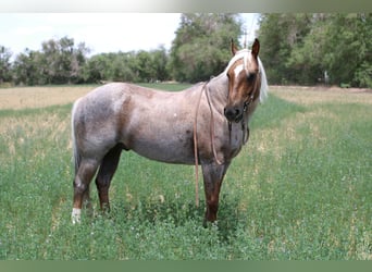 American Quarter Horse, Wałach, 10 lat, 147 cm, Izabelowata