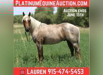 American Quarter Horse, Wałach, 10 lat, 147 cm, Izabelowata