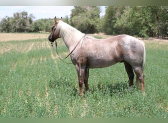 American Quarter Horse, Wałach, 10 lat, 147 cm, Izabelowata