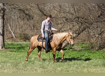 American Quarter Horse, Wałach, 10 lat, 147 cm, Izabelowata