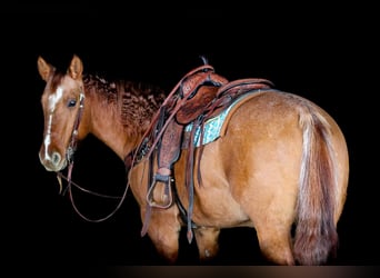 American Quarter Horse, Wałach, 10 lat, 150 cm, Bułana